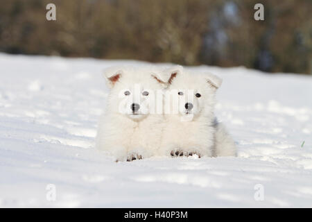 '" Cani Pastore Svizzero bianco / cane Berger blanc Suisse cucciolo in piedi nella neve sdraiato recante due cuccioli due deux 2 Foto Stock