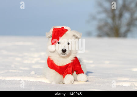 Pastore Svizzero bianco / cane Berger blanc suisse cucciolo nel cappello di Natale giacente nella neve Foto Stock