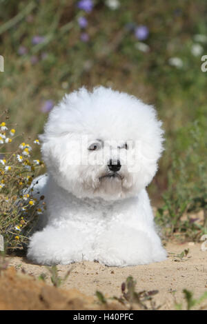 Cane Bichon Frise adulti campo giacente Foto Stock