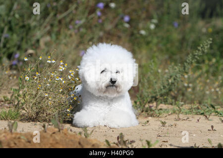 Cane Bichon Frise adulti campo giacente Foto Stock