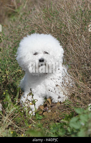 Cane Bichon Frise adulti campo giacente Foto Stock