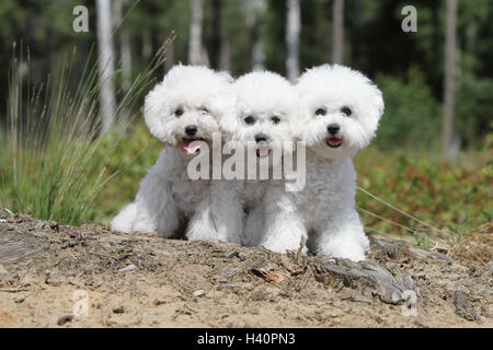 Cane Bichon Frise tre adulti seduti 3 Foto Stock