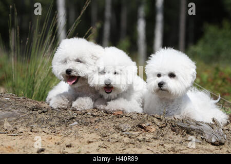 Cane Bichon Frise tre adulti sdraiati sull'erba 3 Foto Stock