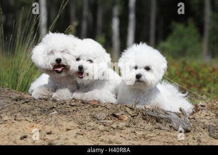 Cane Bichon Frise tre adulti sdraiati sull'erba 3 Foto Stock