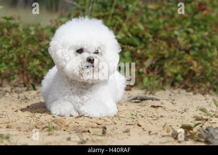 Cane Bichon Frise adulti campo giacente Foto Stock