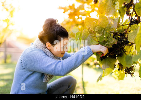 Felice raccoglitrice di uva al lavoro la raccolta uva sulla vite Foto Stock