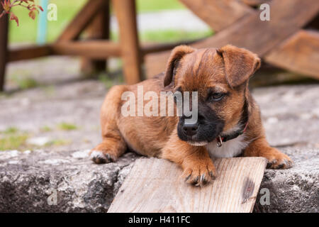 Border terrier puppy in appoggio al di fuori Foto Stock