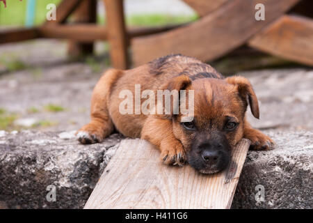 Border terrier puppy in appoggio al di fuori Foto Stock