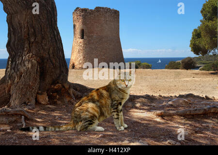 Il gatto domestico, tricolore, calico, torbie, seduto sotto l'ombra di un albero su una scogliera di fronte a un vecchio rudere da mare Foto Stock