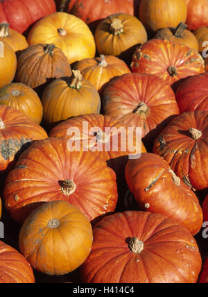 Zucche, Cucurbita spec., dettaglio, la Giornata del Ringraziamento, stagione, tarda estate, autunno, il raccolto, il tempo della raccolta dei frutti, resa, agricoltura, settore prodotti, piante coltivate, raccolto di zucca zucca, piante, frutti, ortaggi, squash, zucca, prodotto fotografi Foto Stock