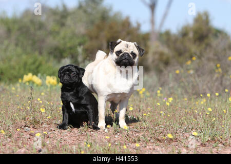 Cane Pug / Carlin / Mops adulto con cucciolo nero/ fawn due deux 2 diversi insieme duo coppia gruppo grup zwei Paar zusammen Foto Stock