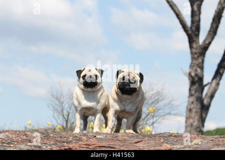 Cane Pug / Carlin / Mops adulti, adulti, adulti maturi, metà adulto fulvo grigio grigio 2, due diversi, insieme, duo, coppia, coppia, Foto Stock