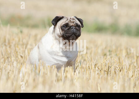 Cane Pug / Carlin / Mops fawn sit, seduta, seduta sedile, campo di paglia, campo rush in paglia attento natura naturale Foto Stock