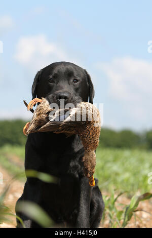 Cane Labrador retriever adulti (nero) seduto ritratto di selvaggina in relazione alla bocca Foto Stock