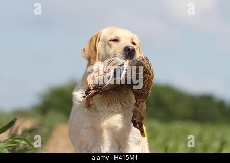 Cane Labrador retriever adulti (giallo) ritratto di selvaggina in relazione alla bocca Foto Stock