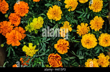 Calendula fiori nel mercato è in attesa per i clienti. Foto Stock