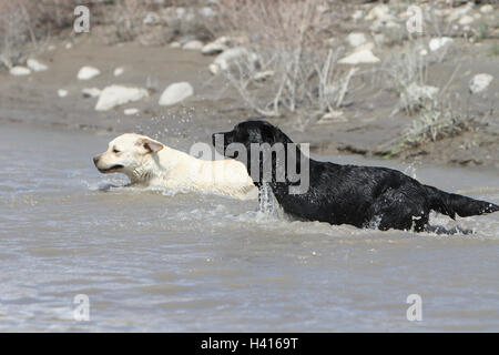 Cane Labrador Retriever due adulti (nero e giallo) camminando nel fiume Foto Stock