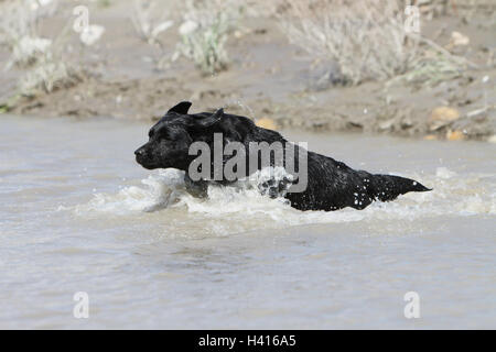 Cane Labrador Retriever due adulti (nero e giallo) camminando nel fiume Foto Stock