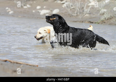 Cane Labrador Retriever due adulti (nero e giallo) camminando nel fiume Foto Stock