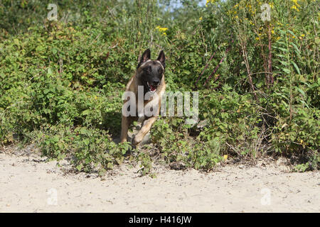 Cane pastore belga Malinois cucciolo Foto Stock