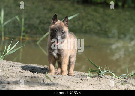 Cane pastore belga Malinois cucciolo Foto Stock