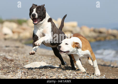 Cane American Staffordshire Terrier Amstaff / / due deux 2 severa adulti giocando sulla spiaggia in esecuzione Foto Stock