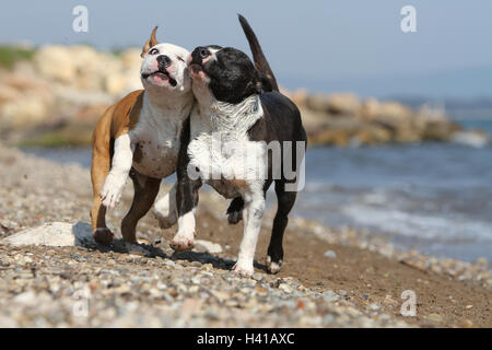 Cane American Staffordshire Terrier Amstaff / / due deux 2 severa adulti giocando sulla spiaggia in esecuzione Foto Stock