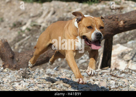 Cane American Staffordshire Terrier / Amstaff jump jumping "al salto" oltre un legno tronco di albero un ostacolo un ostacolo agile agilità Foto Stock