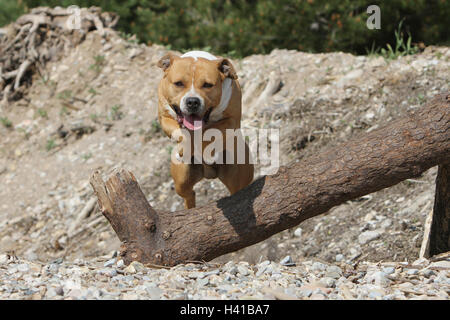 Cane American Staffordshire Terrier / Amstaff jump jumping "al salto" oltre un legno tronco di albero un ostacolo un ostacolo agile agilità Foto Stock