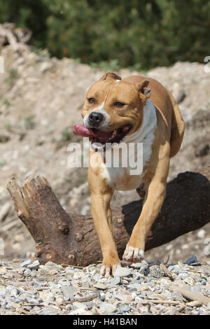 Cane American Staffordshire Terrier / Amstaff jump jumping "al salto" oltre un legno tronco di albero un ostacolo un ostacolo agile agilità Foto Stock