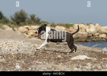 Cane American Staffordshire Terrier Amstaff / / adulto bianco nero in esecuzione sulla spiaggia del mare Foto Stock