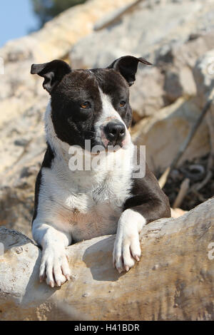 Cane American Staffordshire Terrier Amstaff / / adulti giacente su una roccia nera Foto Stock