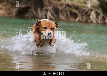 Cane American Staffordshire Terrier Amstaff / / adulti breve nel fiume Foto Stock
