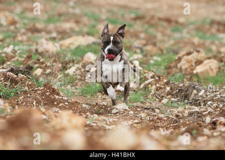 Cane American Staffordshire Terrier Amstaff / adulto in esecuzione Foto Stock