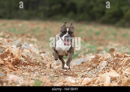 Cane American Staffordshire Terrier Amstaff / adulto in esecuzione Foto Stock
