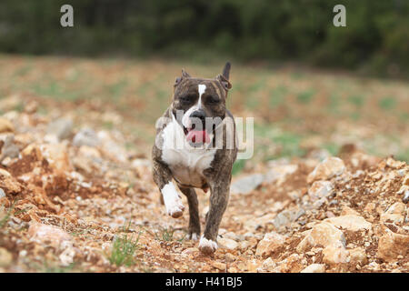 Cane American Staffordshire Terrier Amstaff / adulto in esecuzione Foto Stock