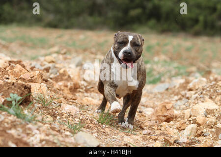 Cane American Staffordshire Terrier Amstaff / adulto in esecuzione Foto Stock