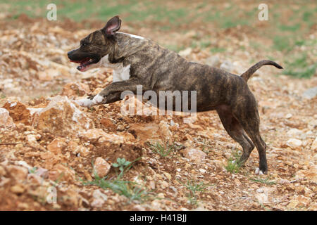 Cane American Staffordshire Terrier Amstaff / adulto in esecuzione Foto Stock