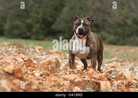 Cane American Staffordshire Terrier Amstaff / carteggiatura per adulti Foto Stock