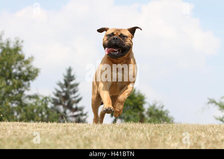 Bullmastiff cane / adulti in esecuzione in un prato Foto Stock