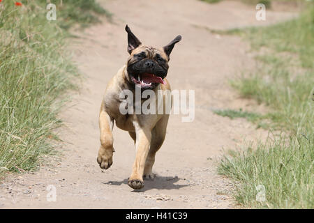 Bullmastiff cane / adulti in esecuzione in un prato Foto Stock