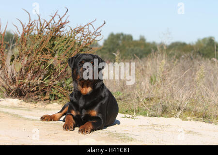 Cane Rottweiler adulto dune;; dune di sabbia; piante; impianto giacenti nelle dune Foto Stock
