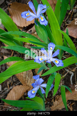 Buffalo National River, Arkansas: Dwarf crested iris (Iris cristata) in valle persa Foto Stock