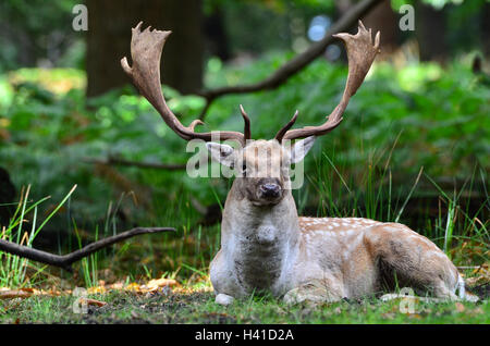 Daini, Dama Dama Foto Stock