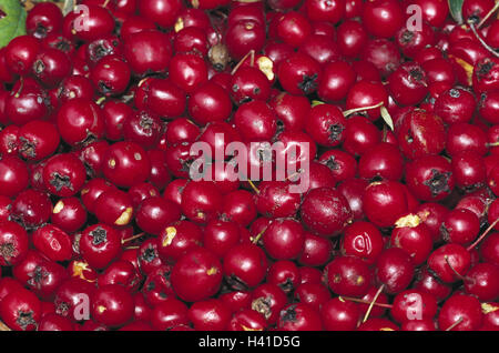 Whitethorn, Crataegus monogyna, frutti, close up, piante, arbusti, piante di rose, biancospino, Crataegus, bacche, farmaci, pianta medicinale, farmaco, piante medicinali, rosso, sfondo Foto Stock