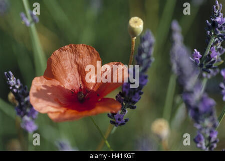 Flower meadow, lavanda, battete i semi di papavero, dettaglio, Francia, Provenza, piante, fiori, natura, papavero Foto Stock