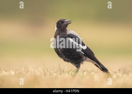 Ritratto di un australiano Gazza (Cracticus tibicen), Melbourne, Victoria, Australia Foto Stock