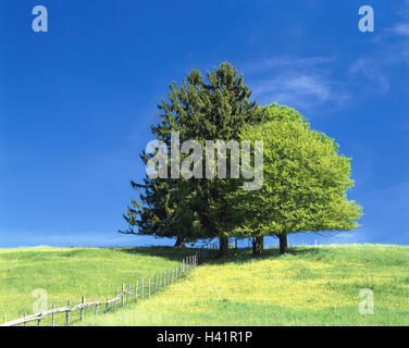 Prato, recinzione, alberi, abeti rossi, Picea abies, comune di querce, Quercus robur, molla, paesaggi, natura, rurally, hill, prato primavera, il verde dei boschi di latifoglie, querce, conifere, delimitazione, il margine, la staccionata in legno, recinzione di pascolo, differenza, cielo blu, senza nuvole, Foto Stock