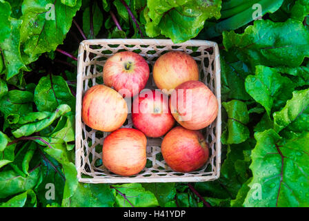 Chiusura del cesto di mele rosse in foglie di bagnato Foto Stock