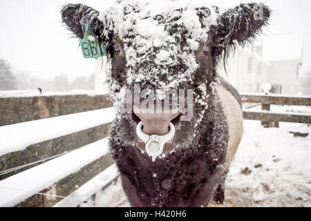 Belted galloway bull nella neve, Maine, Stati Uniti Foto Stock